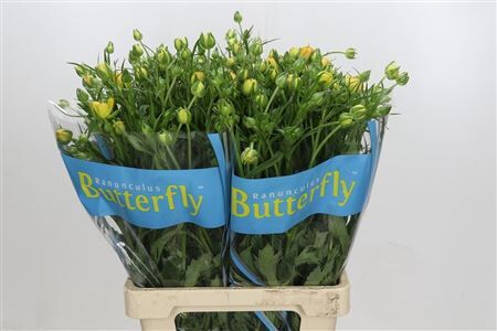 Ranunculus Butterfly Minerva