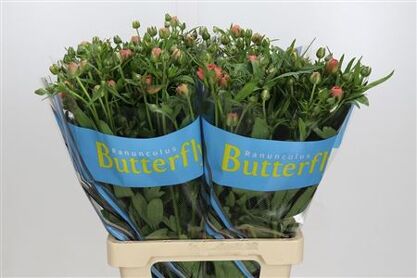 Ranunculus Butterfly Eris
