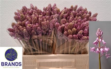 Scilla Pink