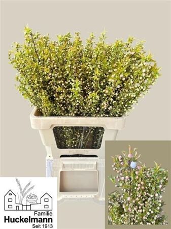 Prunus Gland Vertakt