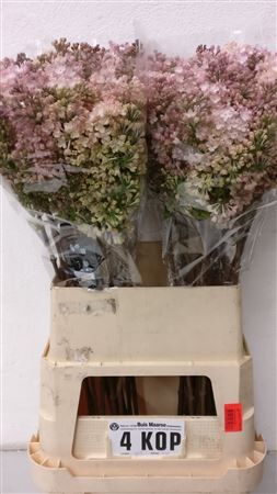 Syr Hy Maidens Blush