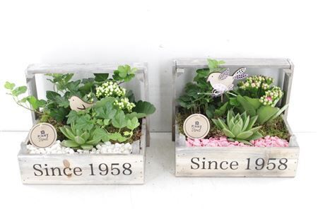 Arr2 Pl Kist Since 1958 Indoor - Mi