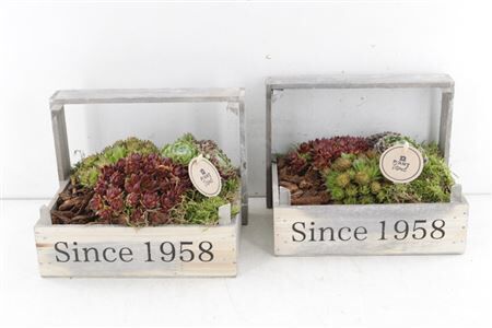 Arr4 Semp Pl - Kist Since 1958