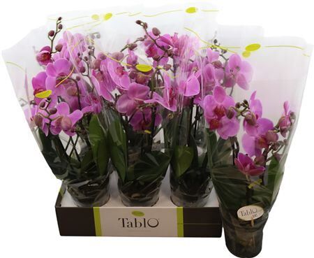 Phal Tablo Pink Lady 3 Tak