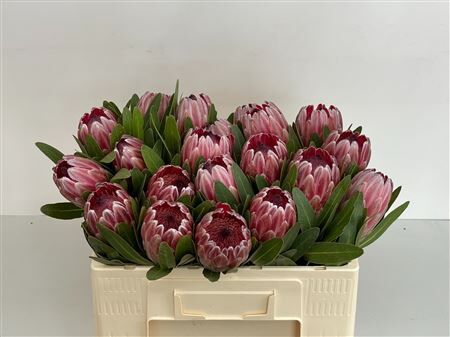 Protea Pink Ice