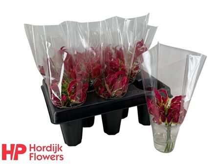 Gloriosa Rothschildiana