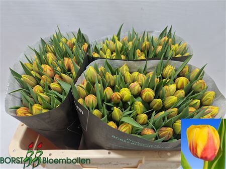 Tu Du Belo Horizonte