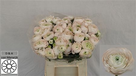 Ranunculus Pastel Pink