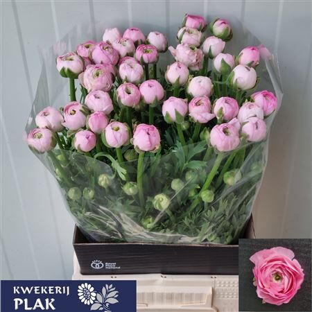 Ran Amandine Marshmallow