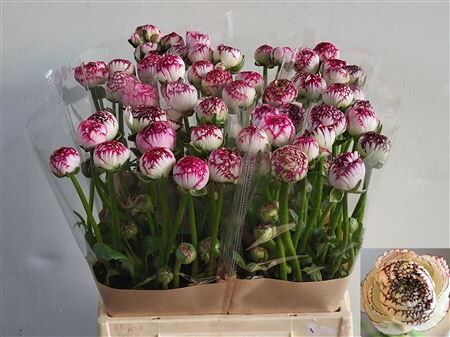 Ran Andrea Cappuccino