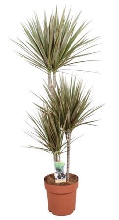 Dra Ma Bicolor 60-30-15