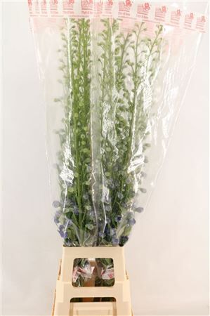 Delph Du Aurora Blue