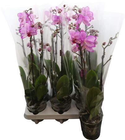 Phal Toshi 2 Tak Optistar!!