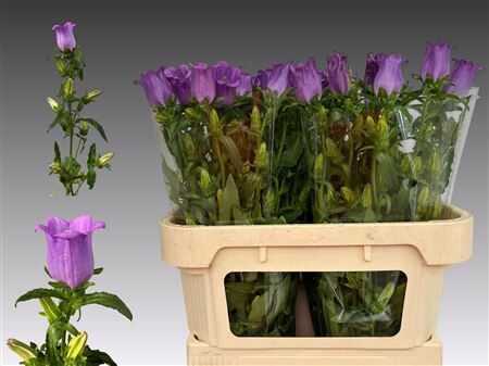 Camp M Campana Lilac