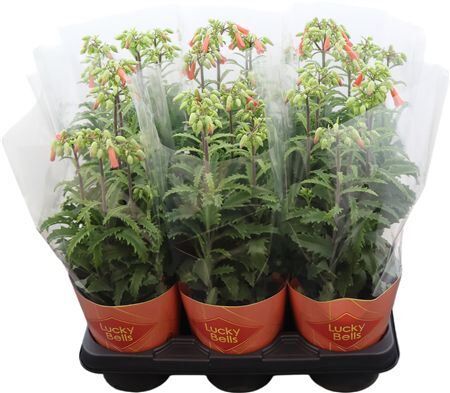 Kalanchoe Lucky Bells Potcover