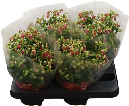 Kalanchoe Dream Bells Potcover