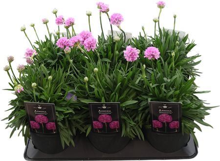 Armeria Ps Dr Swee Dreams