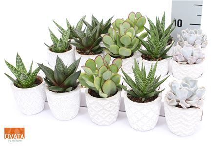 Succ Gemengd Stockholm Keramiek
