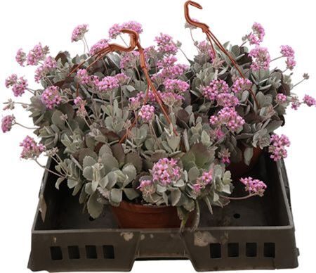 Kalanchoe Pumila