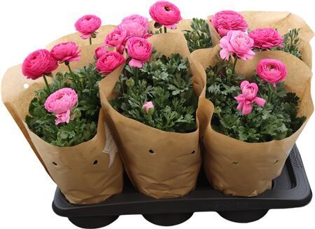 Ranun Sprink Pink