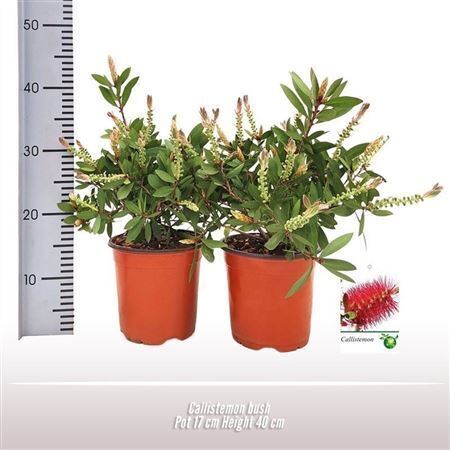 Callistemon Citrinus