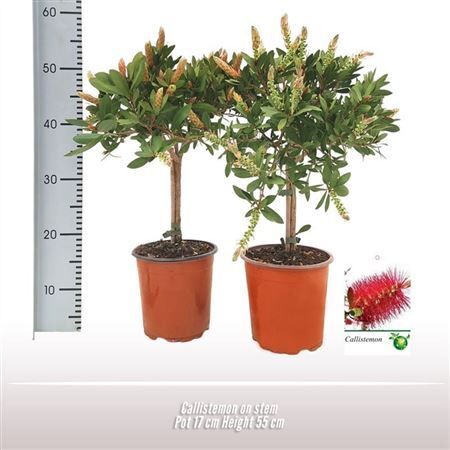 Callistemon Citrinus Stam