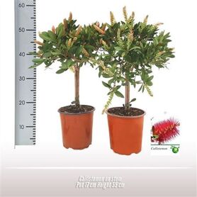 Callistemon Citrinus Stam