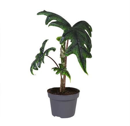 Alocasia Jacklyn