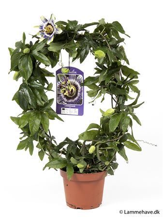 Passiflora Caerulea Boog Gemengd