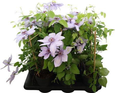 Clematis Boulevard Blue