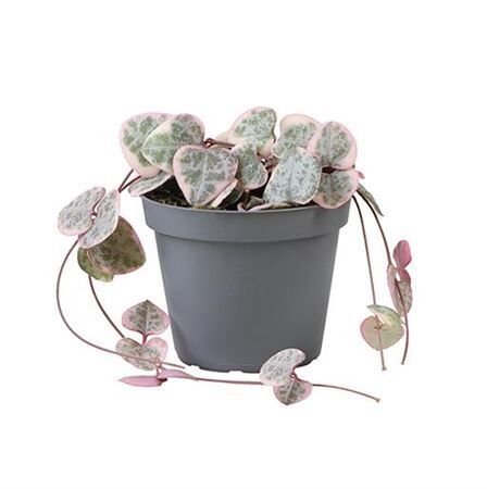 Ceropegia Woodii Variegata