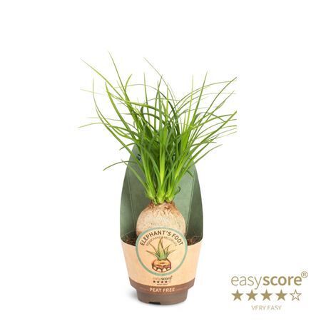 Beaucarnea Recurvata Potcover
