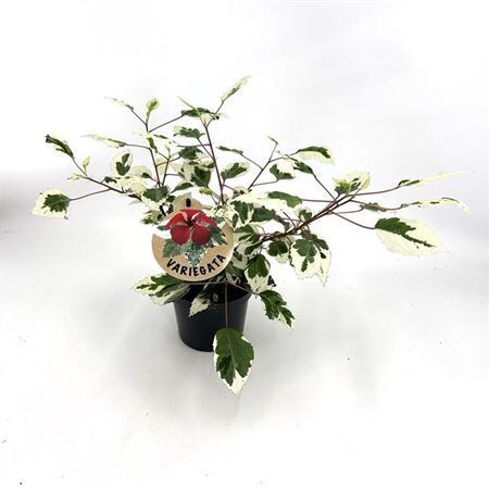 Hibis Rosa Sinensis Hybrid