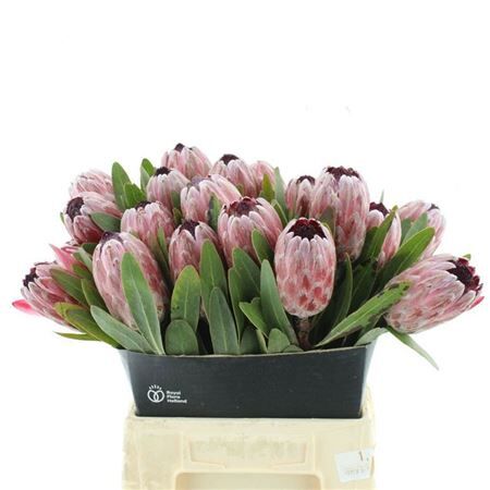 Protea Pink Ice