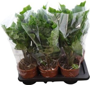 Alocasia Low Rider