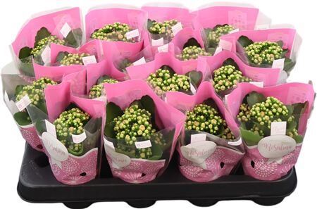 Kalan Mini Gev 2kl Roze - Wit Bicolor