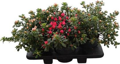 Rhodo Si Gemengd