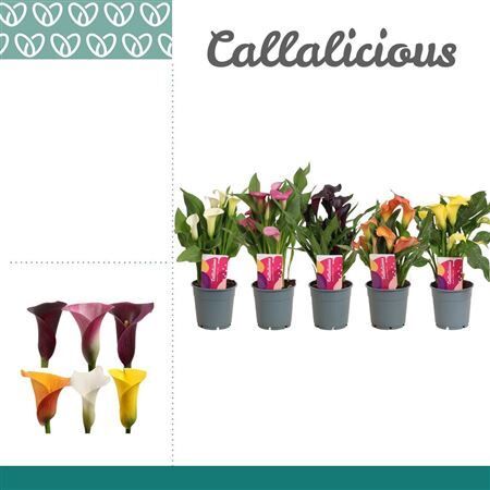 Zant Gemengd 2+ Potcover Tst