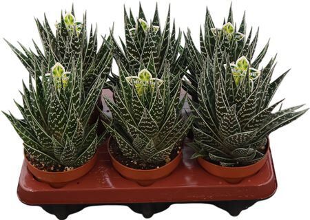 Aloe Tiki Tahi