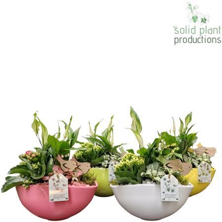 Arr Eyleen Spring Mix