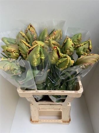 Tu Pa Avignon Parrot