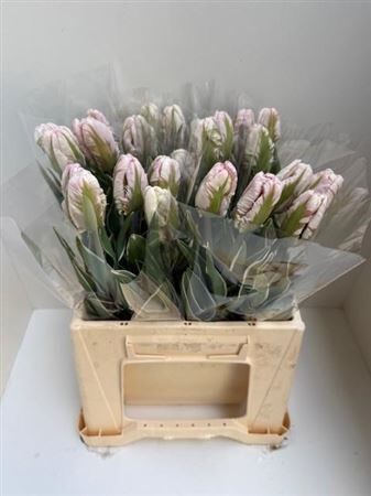 Tu Pa Silver Par Des (k)