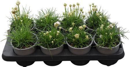 Armeria Maritima Weisse