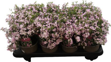 Boronia Anemonifolia Pink Star