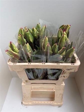 Tu Pa Flaming Parrot