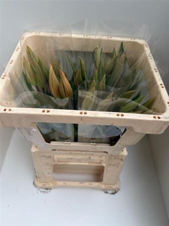 Tu Le Temple Of Beauty