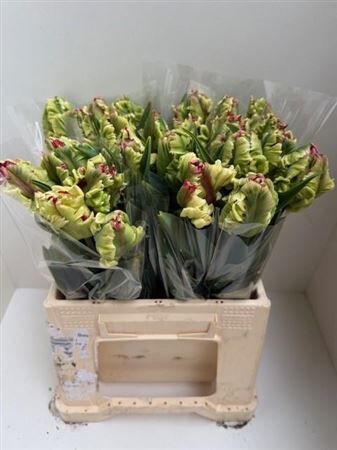 Tu Pa Estella Rijnveld