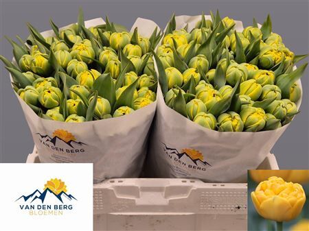 Tu Du Yellow Pompenette