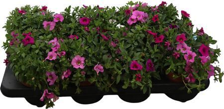Calibrachoa Tricolor Paradise Pink