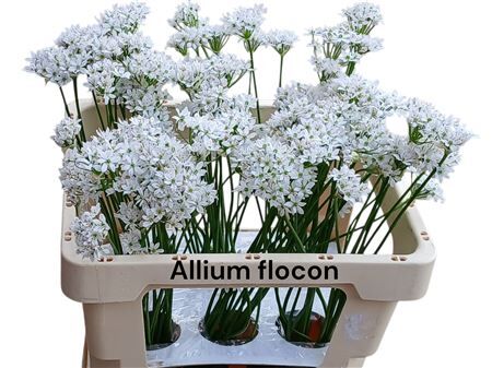 Allium Flocon